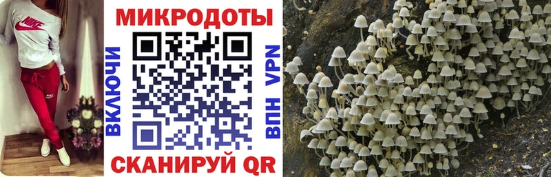 Псилоцибиновые грибы Psilocybe Белогорск